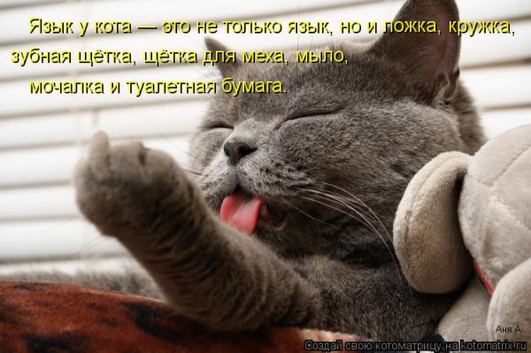 Кот смешной показывает фак