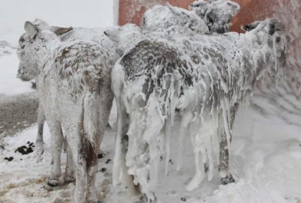 Замерзшие зимой животные