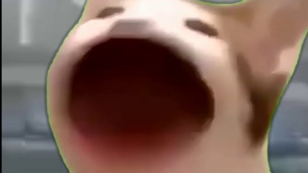 Мем кот с открытым ртом широко