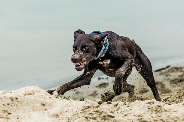 Собака бежит