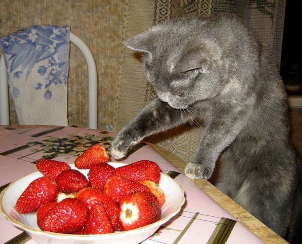 Кот ест клубнику