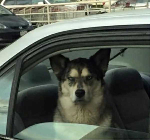 Собаки за рулем проскочим на серый