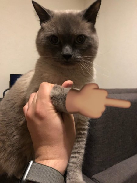 Покажи кота