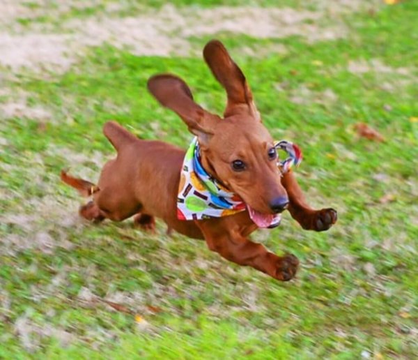 Веселые таксы бегают