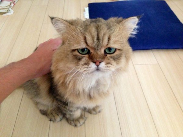 Котенок ругается