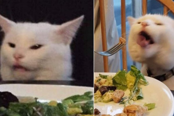 Мемный белый кот за столом