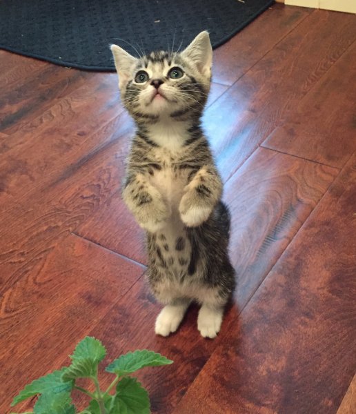 Манчкин страйт