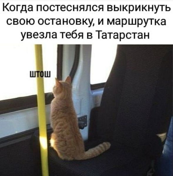 Кошка в автобусе