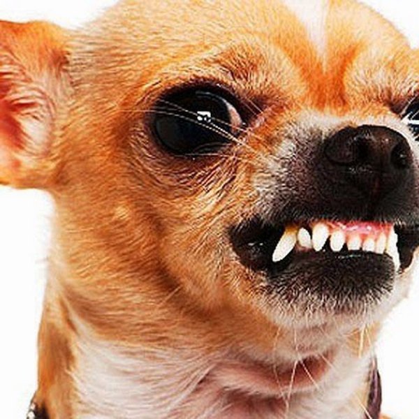 Чихуахуа скалится