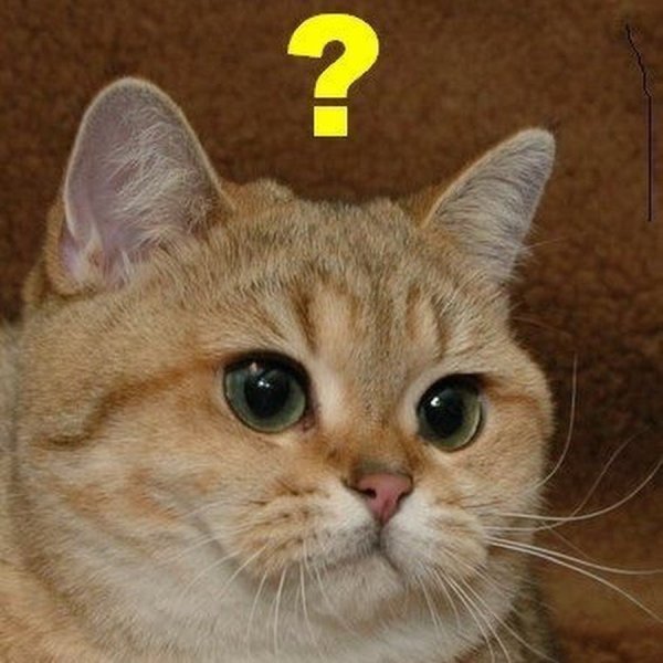 Непонимающий кот