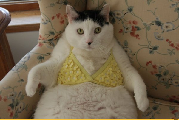 Толстые котики в одежде