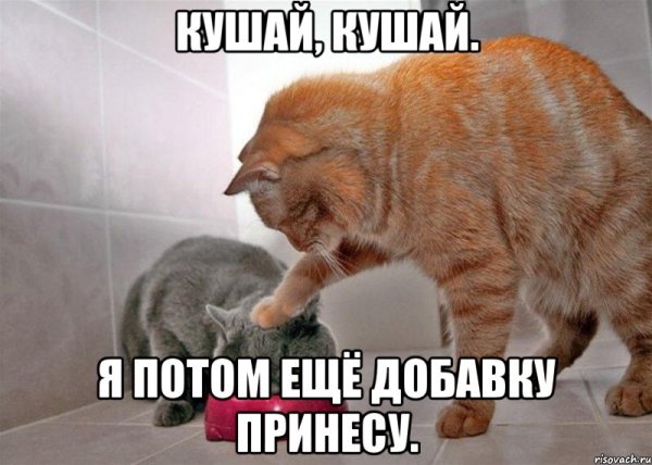 Кушать мемы