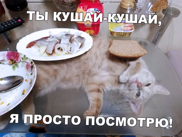 Коты мемы кушать
