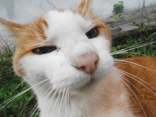 Подозрительный кот