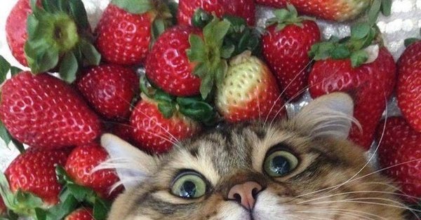 Кот клубника