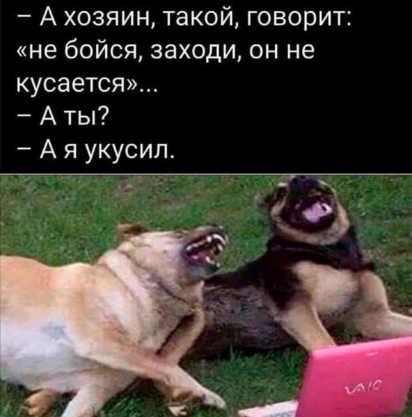 Шутки про собак в картинках