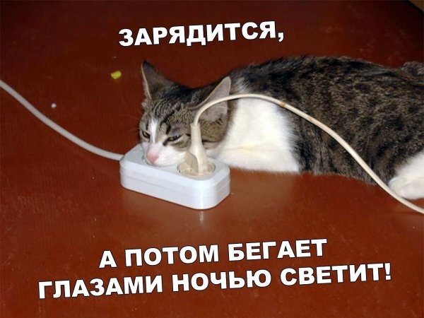 Кошка и провода