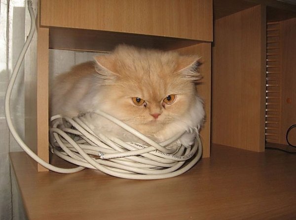 Провод перегрызла