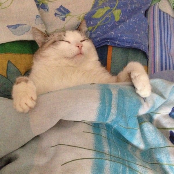 Сонный кот