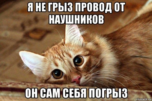 Кот кусает провод