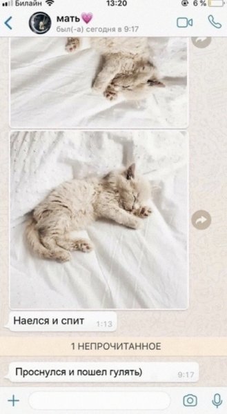 Наелся и спит переписка