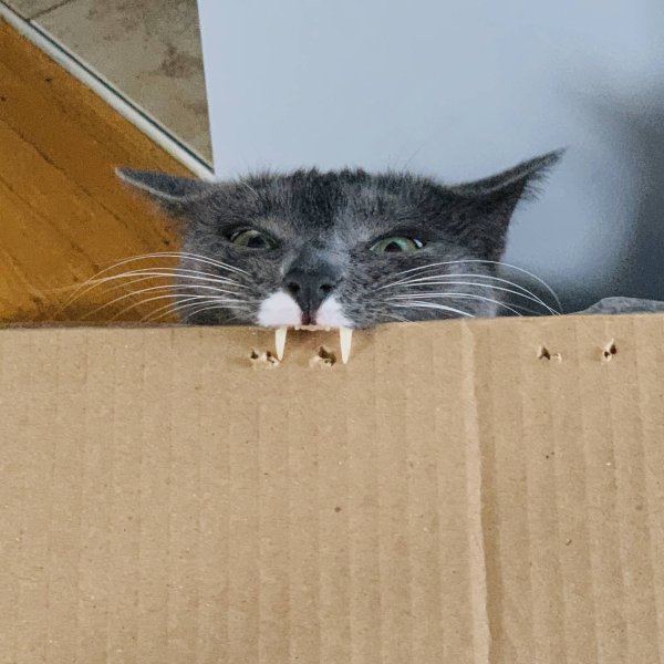 Кот кусает коробку