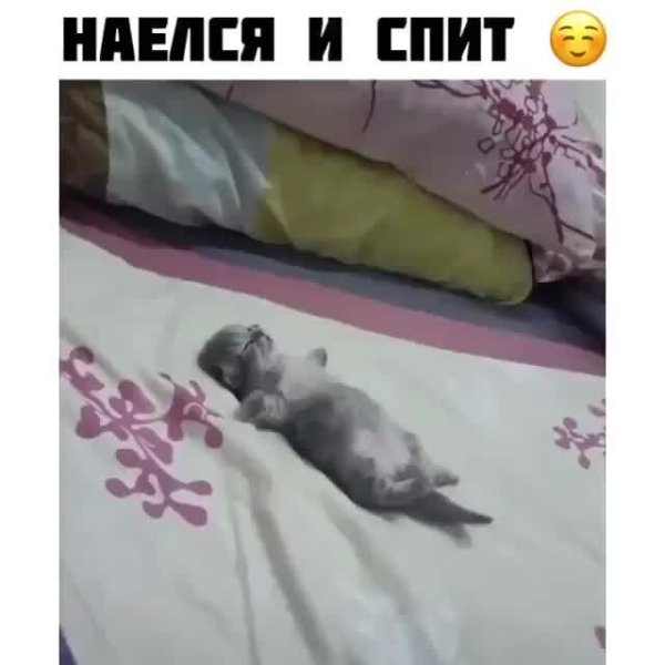 Котик объелся