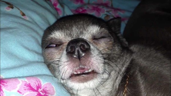 Спящие собаки