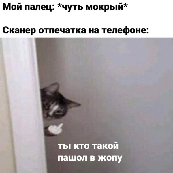 Серый кот показывает фак