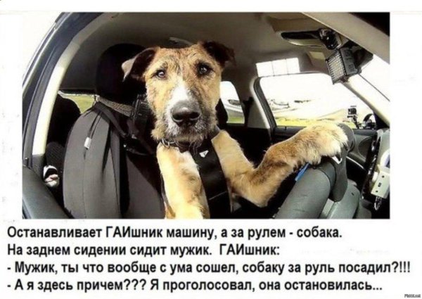 Собака в машине за рулем прикол