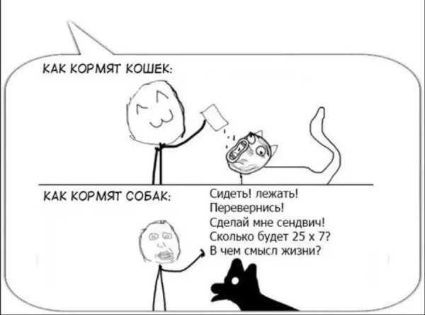 Мемы про котиков