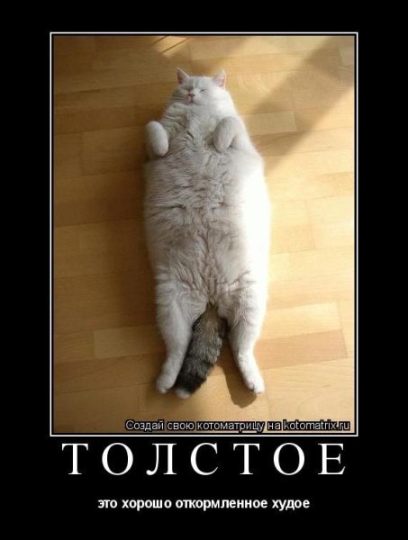 Толстый кот