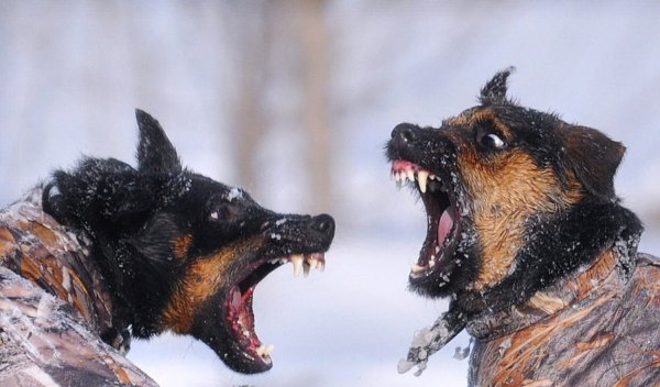 Немецкий Ягдтерьер