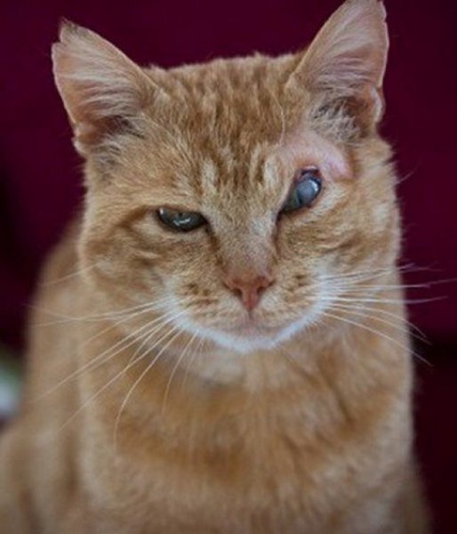 Кошка подозревака