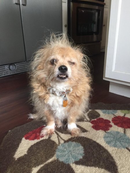 Смешные собаки просыпаются