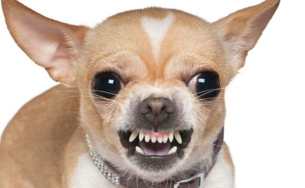 Мексиканская сторожевая чихуахуа