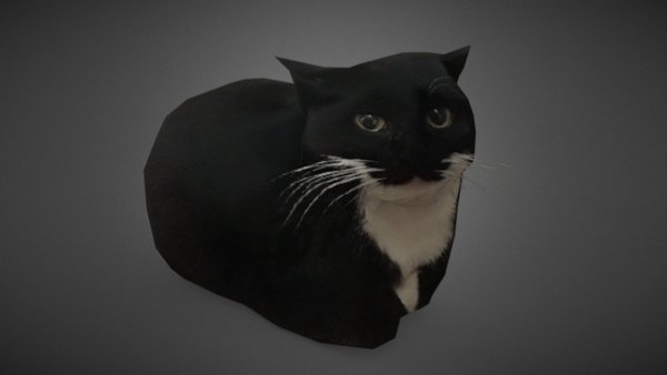 Maxwell Cat Original