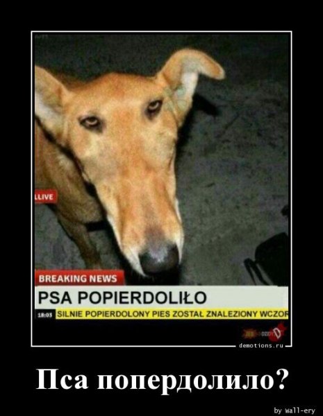 Пса попердолило Мем