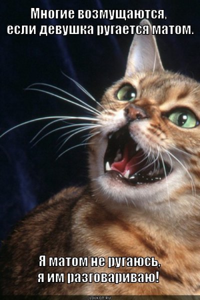 Котики с матами