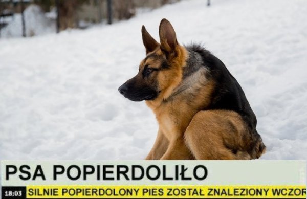 Пса попердолило