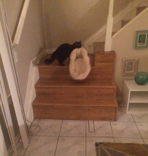 Мемы с котом на лестнице