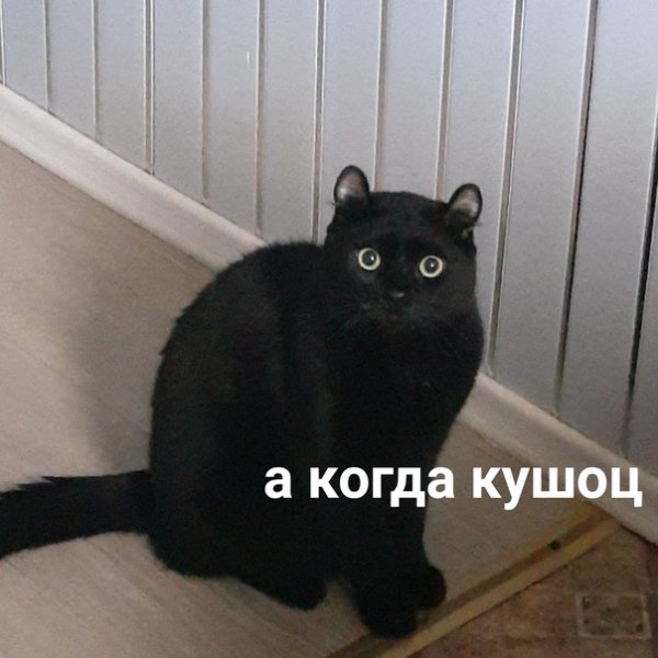 Мемы жрущими котами