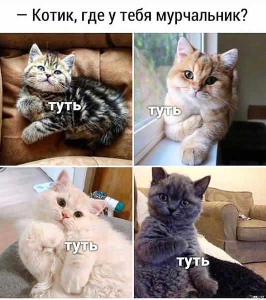 Котик где живет любовь