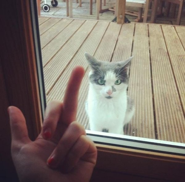 Котик показывает средний палец