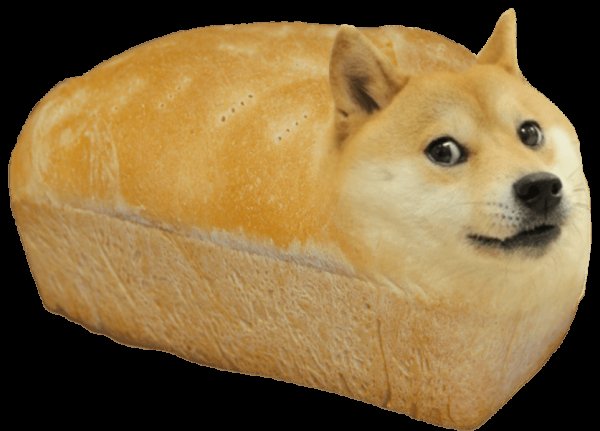 Сиба ину флаффи