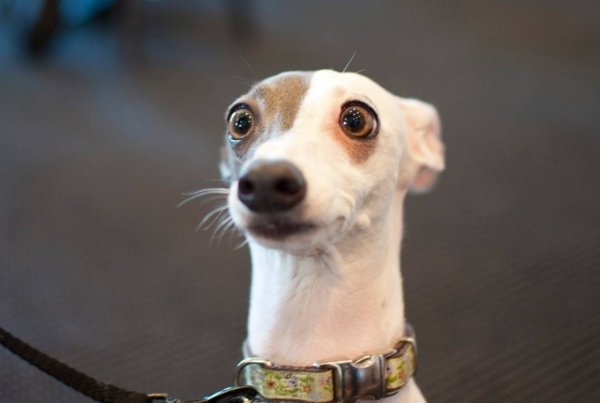 Удивление животные