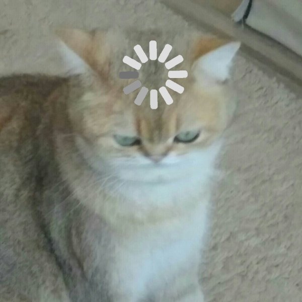 Плачущие коты