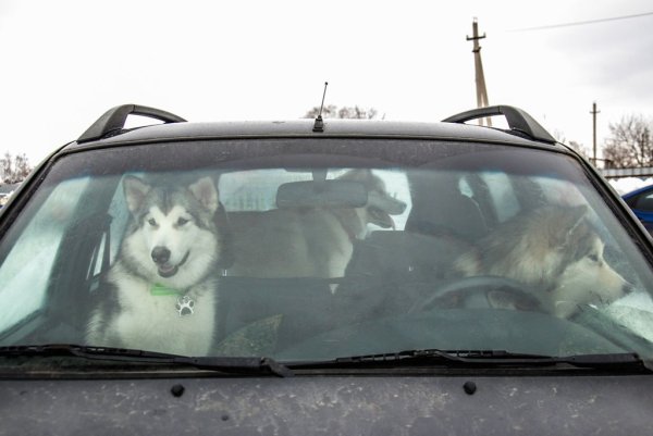 Прибавь газу проскочим на серый собаки