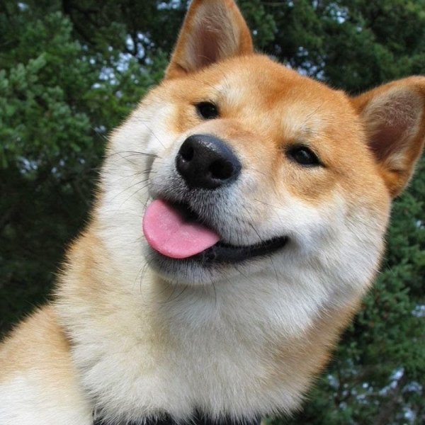 Сиба-ину Догги