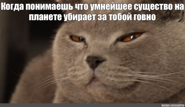Кот британец мемы